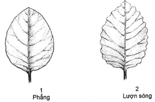 Thông tư 05/2014/TT-BNNPTNT của Bộ Nông nghiệp và Phát triển nông thôn về việc ban hành Quy chuẩn kỹ thuật quốc gia lĩnh vực trồng trọt