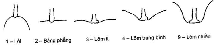 Thông tư 05/2014/TT-BNNPTNT của Bộ Nông nghiệp và Phát triển nông thôn về việc ban hành Quy chuẩn kỹ thuật quốc gia lĩnh vực trồng trọt