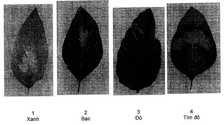 Thông tư 05/2014/TT-BNNPTNT của Bộ Nông nghiệp và Phát triển nông thôn về việc ban hành Quy chuẩn kỹ thuật quốc gia lĩnh vực trồng trọt