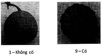 Thông tư 05/2014/TT-BNNPTNT của Bộ Nông nghiệp và Phát triển nông thôn về việc ban hành Quy chuẩn kỹ thuật quốc gia lĩnh vực trồng trọt