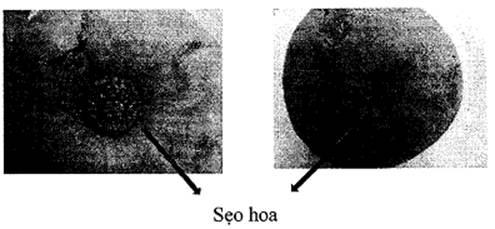 Thông tư 05/2014/TT-BNNPTNT của Bộ Nông nghiệp và Phát triển nông thôn về việc ban hành Quy chuẩn kỹ thuật quốc gia lĩnh vực trồng trọt