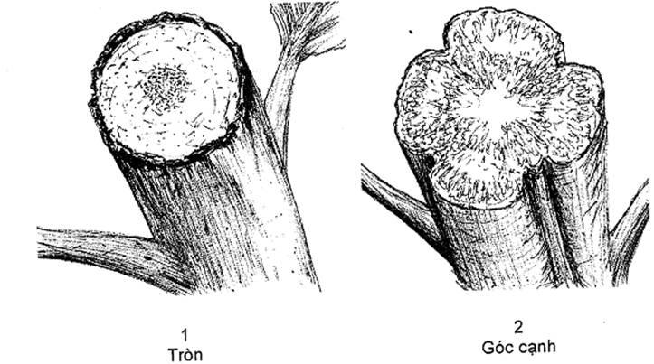 Thông tư 05/2014/TT-BNNPTNT của Bộ Nông nghiệp và Phát triển nông thôn về việc ban hành Quy chuẩn kỹ thuật quốc gia lĩnh vực trồng trọt
