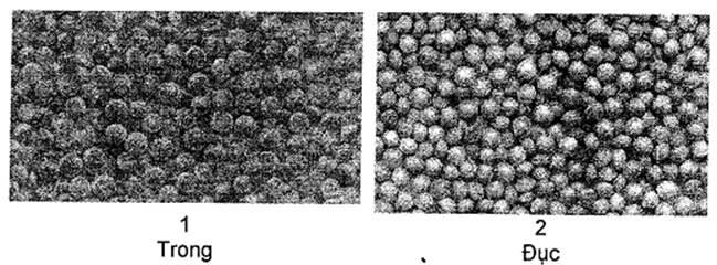 Thông tư 05/2014/TT-BNNPTNT của Bộ Nông nghiệp và Phát triển nông thôn về việc ban hành Quy chuẩn kỹ thuật quốc gia lĩnh vực trồng trọt