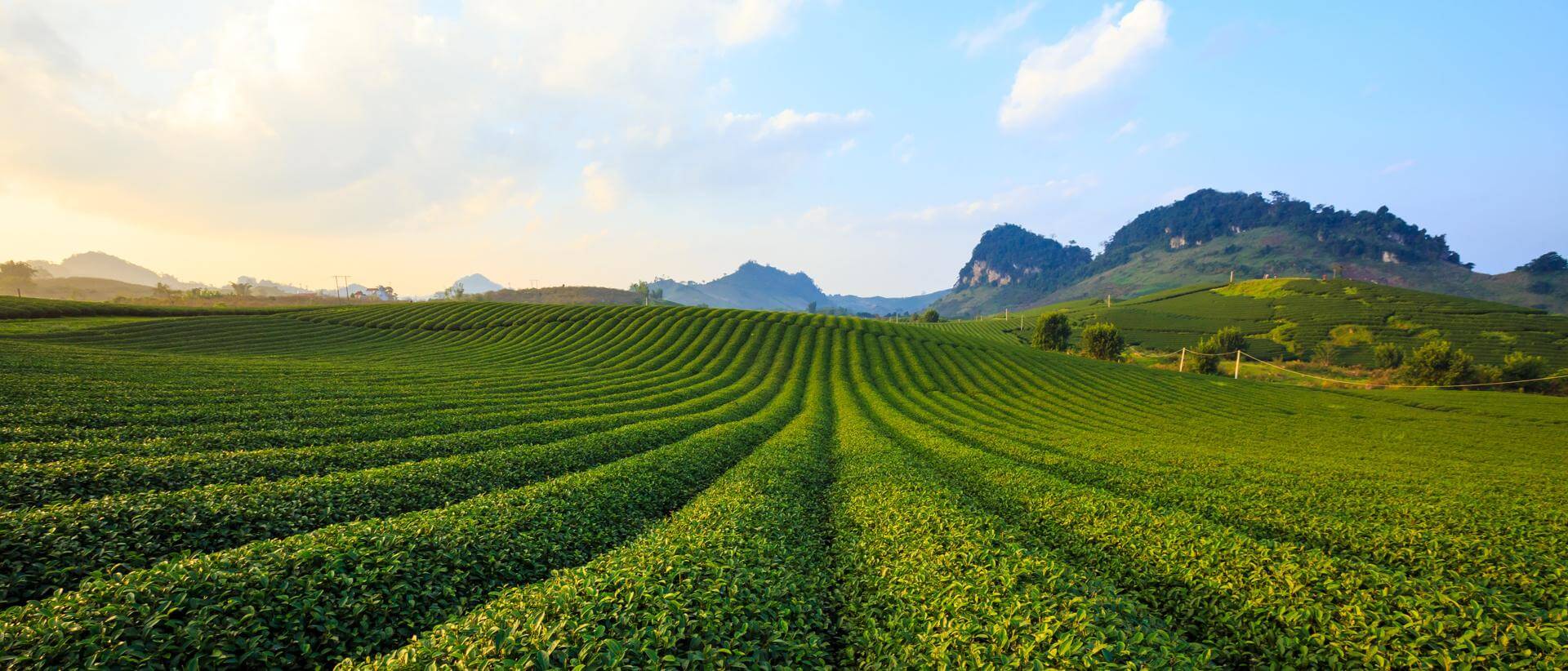 Đất do nông trường giao có được cấp sổ đỏ không? Dat-do-nong-truong-giao-co-duoc-cap-so-do-khong