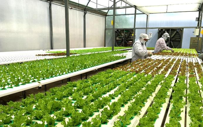 Những hoạt động nào được thực hiện trong khu nông nghiệp ứng dụng công nghệ cao?